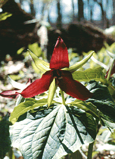 Trillium s0057